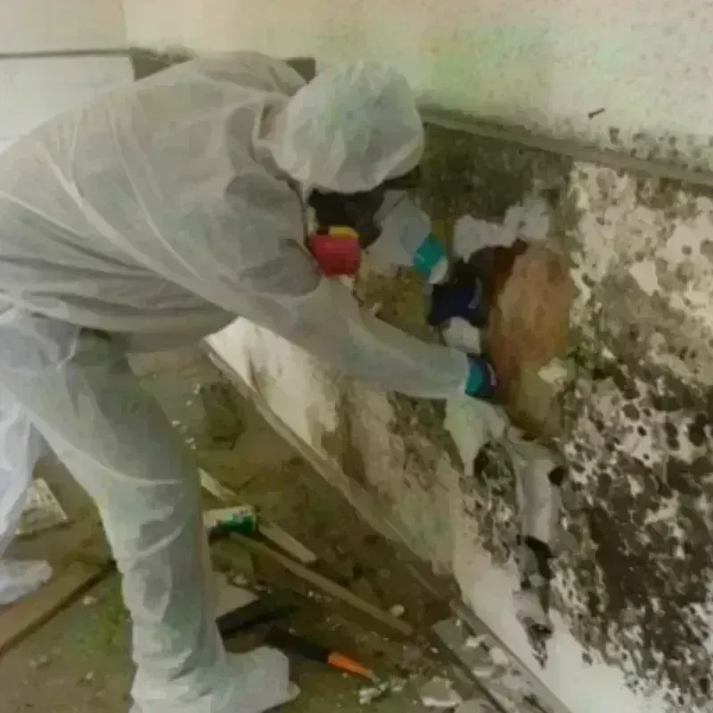 Mold Remediation and Removal in Marlboro, NY